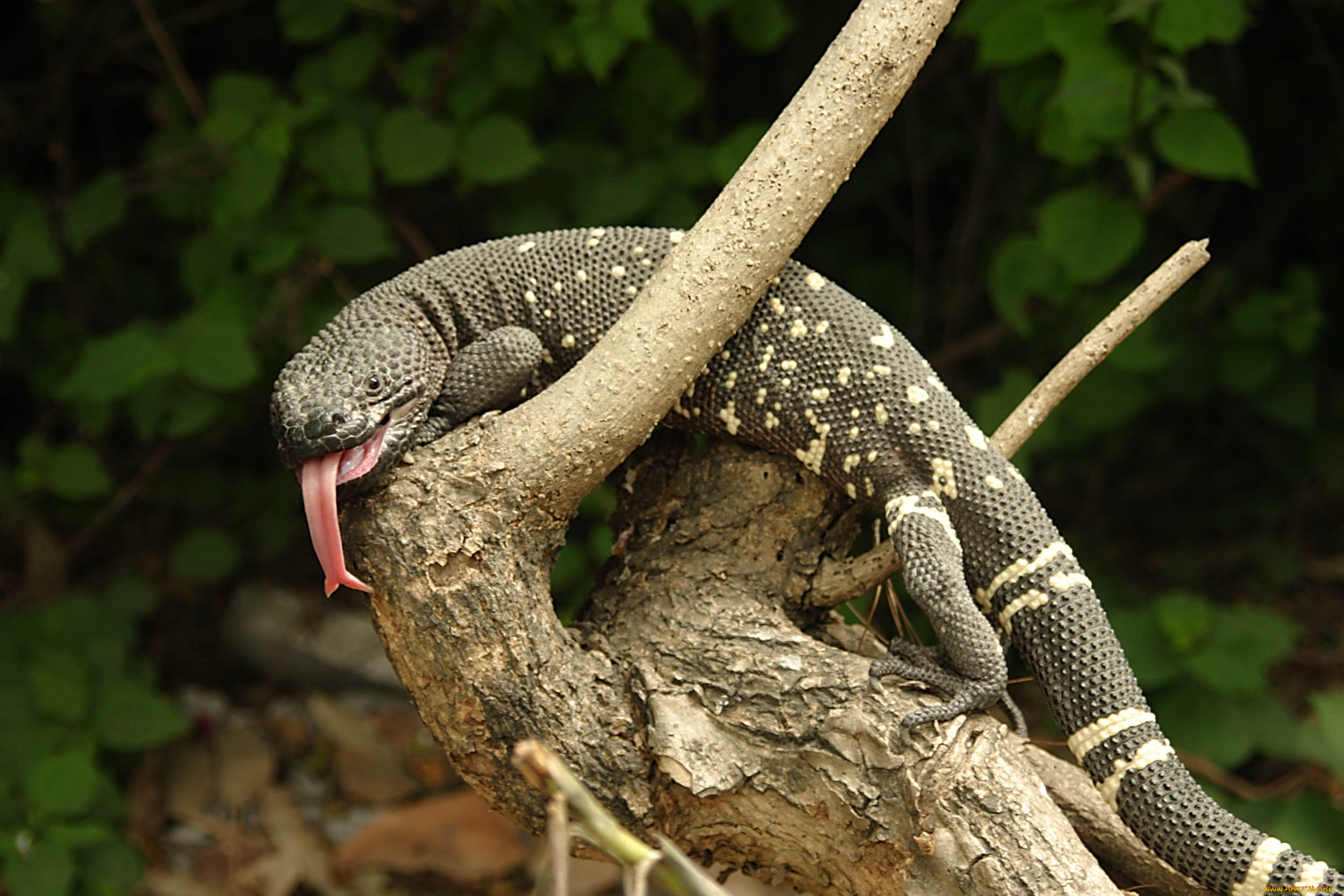 motagua, valley, beaded, lizard, , , , , , , 